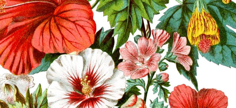 Illustrazioni degli ordini naturali delle piante