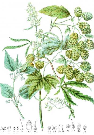 Urticaceae - la famiglia dell’ortica