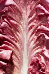 Radicchio rosa by carolien niebling lorenz cugini