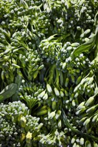 wild brocolli by carolien niebling lorenz cugini